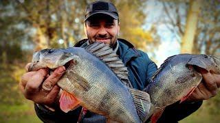 ОкуньРвет Снасть #fishing #рыбалка #fish #окунь #щука #carpfishing #carpfishinglife