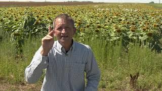 CREC Michael Wunsch: Prospects for Managing Sclerotinia Head Rot in Sunflowers