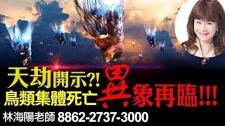 天劫開示？！鳥類集體死亡，異象再臨！！！【重要回顧】