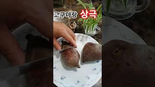 #고구마드실때같이드시면않되는#음식#건강한음식#꼬북등산tv