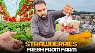 Picking Fresh Strawberries from Plants  Scarborough Beach & Delicious Fried Fish