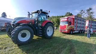 TRATTORE STEYR TRAINA UN CAMION A RIMORCHIO CARICO DI BESTIAME. 7 - 9 - 2024.