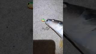 Fish Head Assassin #fishing #fishheadassassin #fish #fishing #walleye #walleyefishing