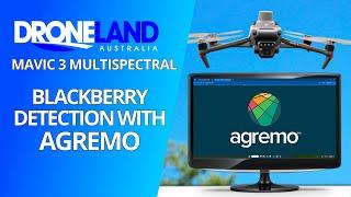 Blackberry Detection with Agremo