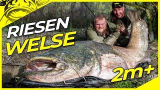 So fängst du RIESENWELSE!! | Wallerangeln am Fluss | Freestyle abspannen auf Wels | Wels am Po