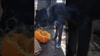 Beautiful Rescue Wolfdog LOVES Pumpkin 