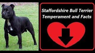 Staffordshire Bull Terrier Temperament and Facts