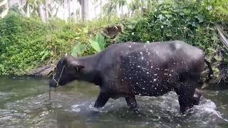 Buffalo Pinaligo sa Ilog | Papskang