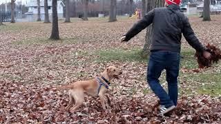 Funny Dogs - Playing In Leaves (Try Not To Laugh)