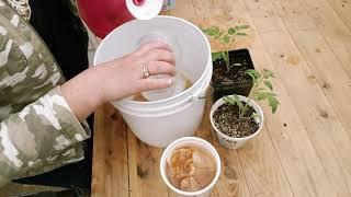 Banana and Onion Peel Fertilizer for Plants