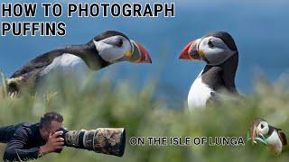 HOW TO PHOTOGRAPH Atlantic Puffins & Seabirds  | ISLE OF LUNGA | Treshnish Islands | Scotland | Pt 2