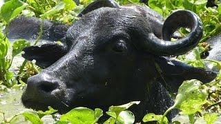 Buffalo Calf Breeding in Colombia - TvAgro by Juan Gonzalo Angel