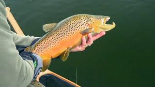 Fall Trout Fishing - Rainbows Browns Brookies & Tiger Trout!