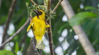 Southern Masked Weaver Nest Building Skills