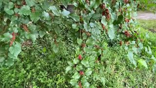 World’s Best Mulberry Tree...central Florida zone 9b 100 chill hours 3/16/23