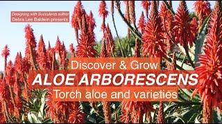 Discover & Grow Aloe arborescens (Torch aloe & varieties)