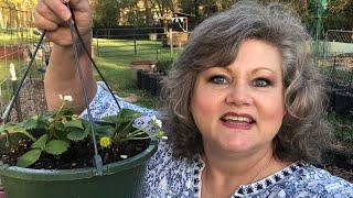 Planting Strawberries in Hanging Baskets