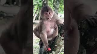 Always a happy monkey #shorts #shortvideo #youtubeshorts #youtube #subscribe #trending #love #vlog