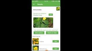 PlantSnap identifies a Celandine Poppy (Stylophorum diphyllum)