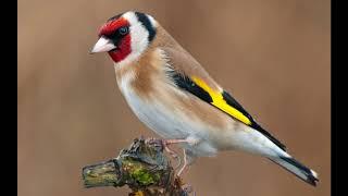 Goldfinch singing best training 2020 - Chant Chardonneret