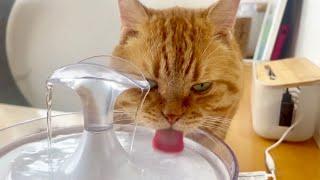 水を飲むのにスランプに陥った猫