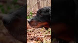 GUN DOG's "Wild Upland" Episode 7 - Carolina Woodcock