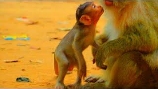 Baby Small Monkey So Cute Playing Together! Love Monkey Primate