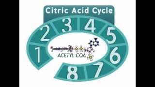 The Citric Acid Cycle: An Overview