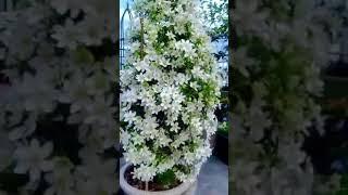 GORGEOUS waite Clematis flowers #beautifulflower #short #nature #flowers