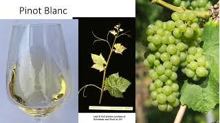 Grape Variety #9: Pinot Blanc