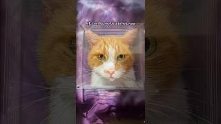 How would he react when he got the painting? #portrait #petlover #3dglasspainting #meowarrior