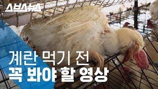 생각보다 더 열악한 계란 낳는 닭의 현실 / 스브스뉴스