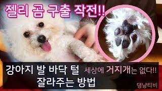 강아지 발바닥 미용하는 법 / 관절 건강에 필수 / 털 자르는 법 / 애견 셀프 미용 세상에 거지개는 없다