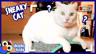 Sneaky Cat Has A Secret For You | Mystery Animals | Dodo Kids