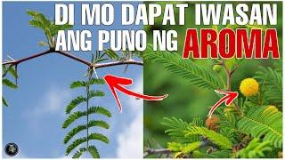 Bhes Tv; HINDI MO DAPAT IWASAN ANG PUNO NG AROMA -HERBAL PLANTS