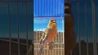canary songs