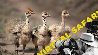 One week old Ostrich chicks- Virtual Safari #141