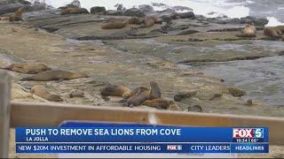 New push to remove sea lions from La Jolla Cove