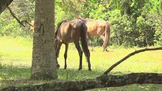 Judge dismisses lawsuit alleging feral horses on Cumberland Island are starving, not suited for land