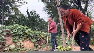 老挝丈母娘刚来到中国又开始准备冬天吃的菜了，真的是闲不下来