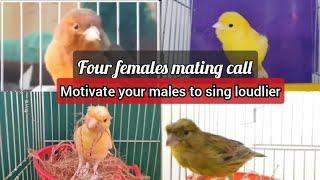 BEST mating call 4 females canary EVER to MOTIVATE your CANARY to sing LOUDLIER - HD LIVE training