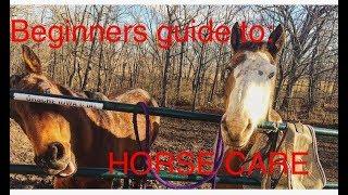 BASIC HORSE CARE 101 - FOR BEGINNERS