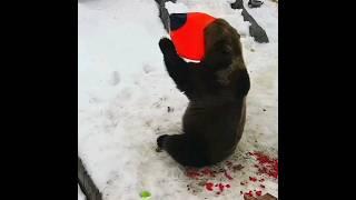 Мансур  A Bear sees red Bear Mansur moments.