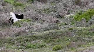 Ostrich Boom Boom in Cape Town