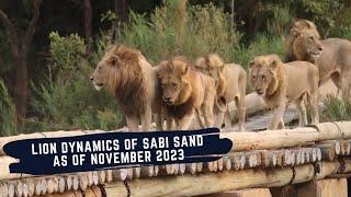 COALITION OF 7 COMPLETING THE TAKE OVER - NORTHERN AVOCA & MORE - THE LIONS OF SABI SAND EPISODE 14