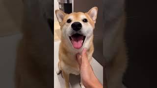 Kylo the Shiba gets BRUTALLY betrayed