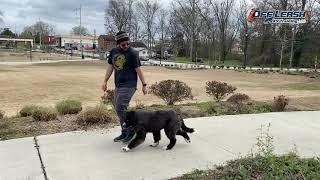 Max | 5 Month Old Newfypoo | Dog Training Atlanta | 2 Week Board & Train Atlanta