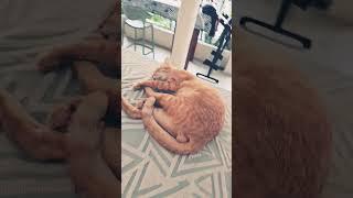아..피곤해!           #고양이 #cat #animals #라오스