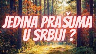 Jedina Prašuma u Srbiji