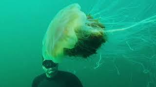 Lion's mane jellyfish - Scottish seas